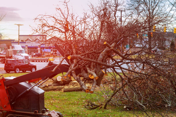 Best Stump Grinding and Removal  in Highlandville, MO
