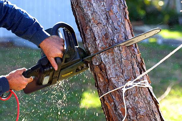 Professional Tree Care in Highlandville, MO