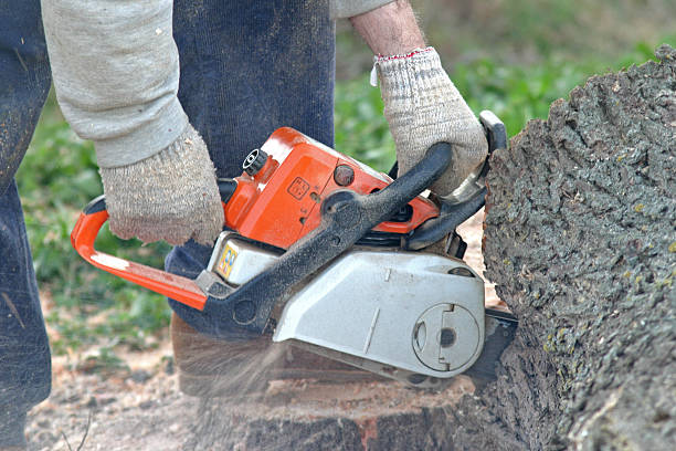 How Our Tree Care Process Works  in  Highlandville, MO