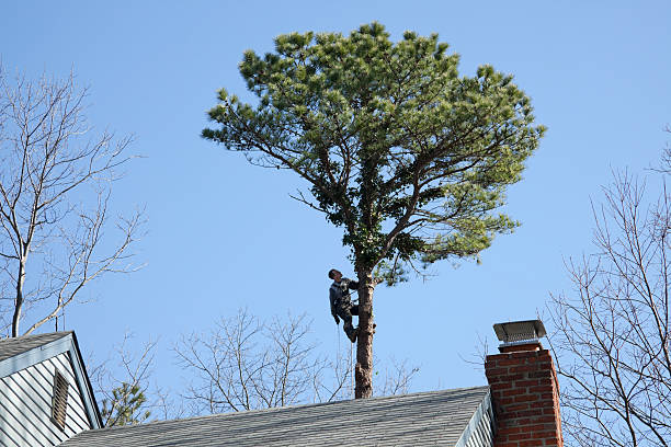 Best Fruit Tree Pruning  in Highlandville, MO